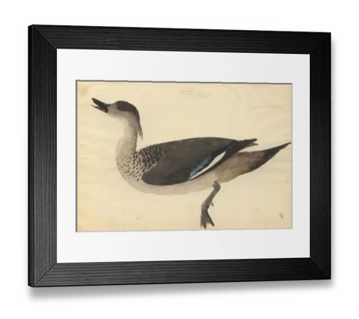 Framed Print : Lophonetta specularoides, crested duck Framed Print : Lophonetta specularoides, crested duck