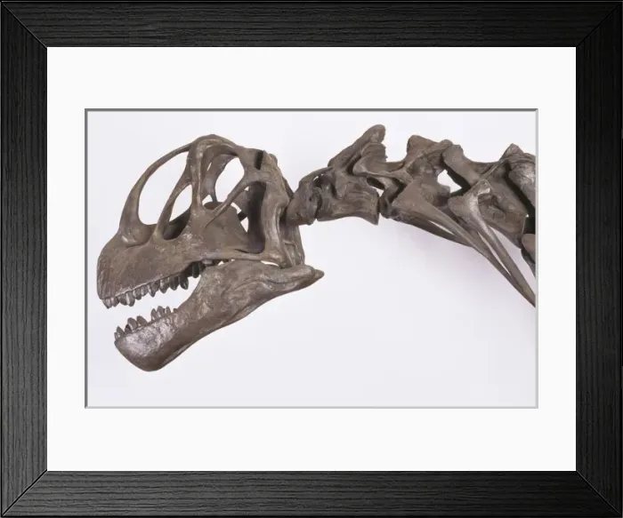 Framed Print : Camarasaurus Framed Print : Camarasaurus