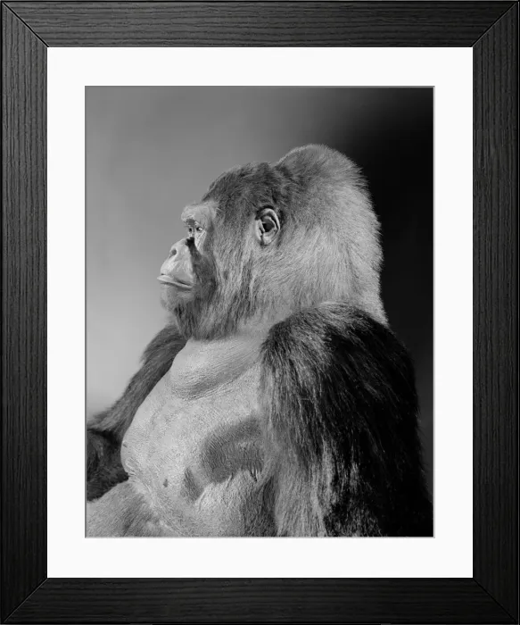 Framed Print : Gorilla gorilla gorilla, western lowland gorilla Framed Print : Gorilla gorilla gorilla, western lowland gorilla