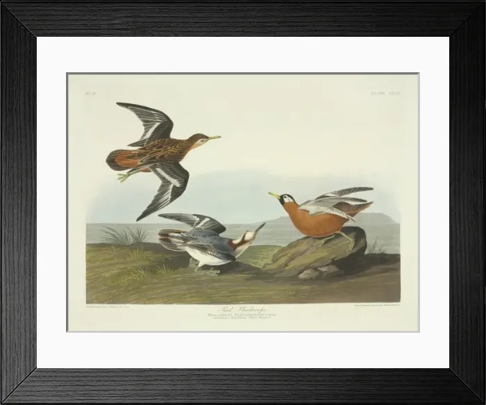 Framed Print : Phalaropus fulicarius, red phalarope Framed Print : Phalaropus fulicarius, red phalarope