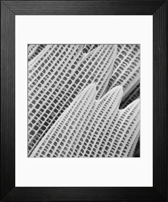Framed Print : Bia actorian, South American butterfly wing Framed Print : Bia actorian, South American butterfly wing