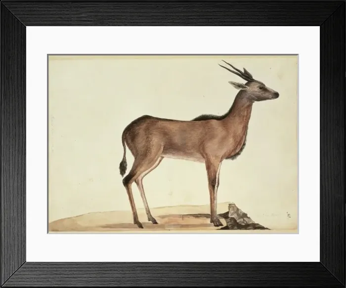 Framed Print : Taurotragus oryx, eland Framed Print : Taurotragus oryx, eland
