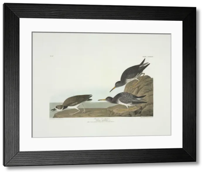 Framed Print : Calidris maritima, purple sandpiper, Charadrius wilsonius, W Framed Print : Calidris maritima, purple sandpiper, Charadrius wilsonius, W
