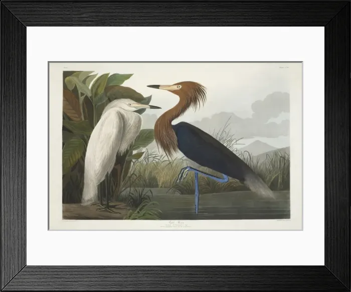 Framed Print : Egretta rufescens, reddish egret Framed Print : Egretta rufescens, reddish egret