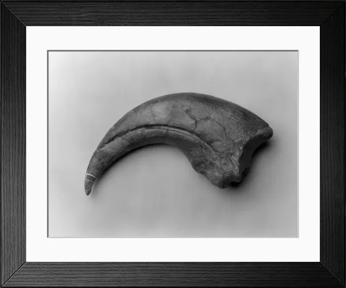 Framed Print : Baryonyx walkeri Framed Print : Baryonyx walkeri