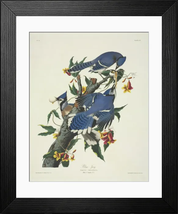 Framed Print : Cyanocitta cristata, blue jay Framed Print : Cyanocitta cristata, blue jay