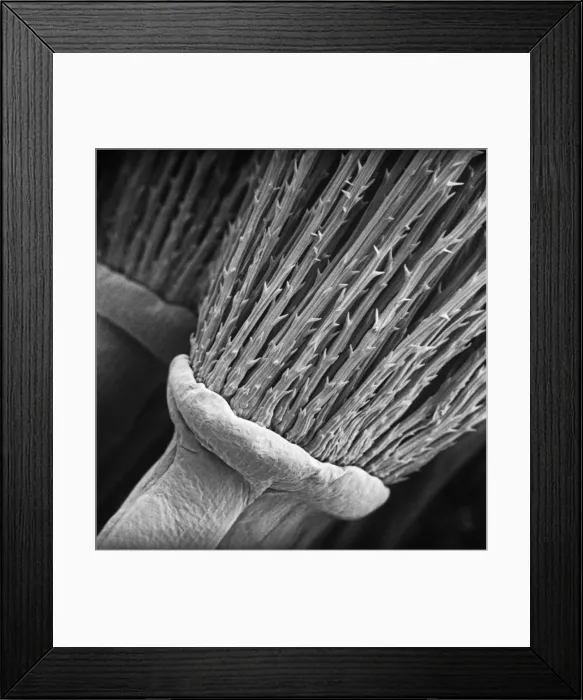 Framed Print : Taraxacum officinale, dandelion Framed Print : Taraxacum officinale, dandelion