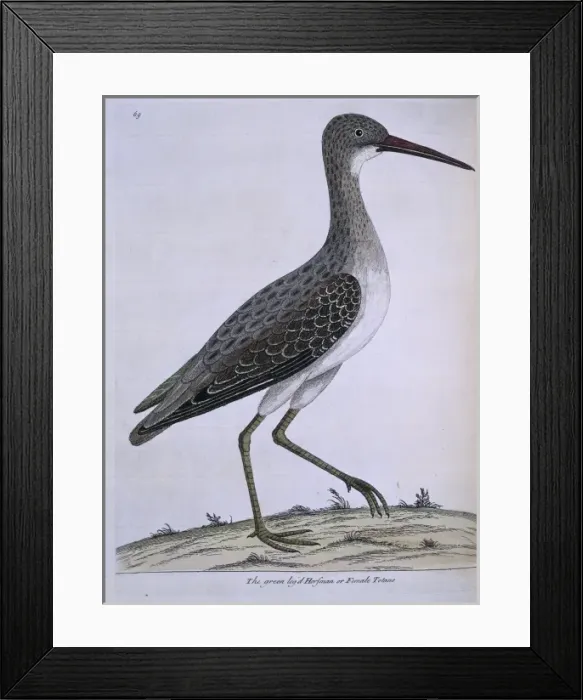 Framed Print : Tringa nebularia, common greenshank Framed Print : Tringa nebularia, common greenshank