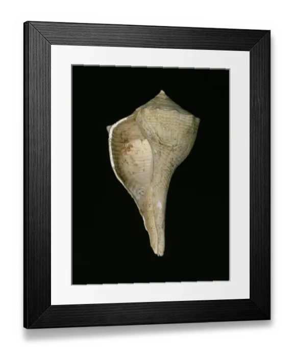 Framed Print : Busycon contrarium, lightening whelk Framed Print : Busycon contrarium, lightening whelk