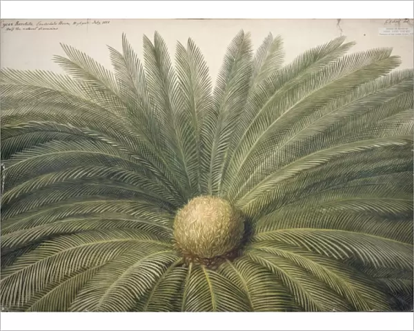 Cycas revoluta, sago palm