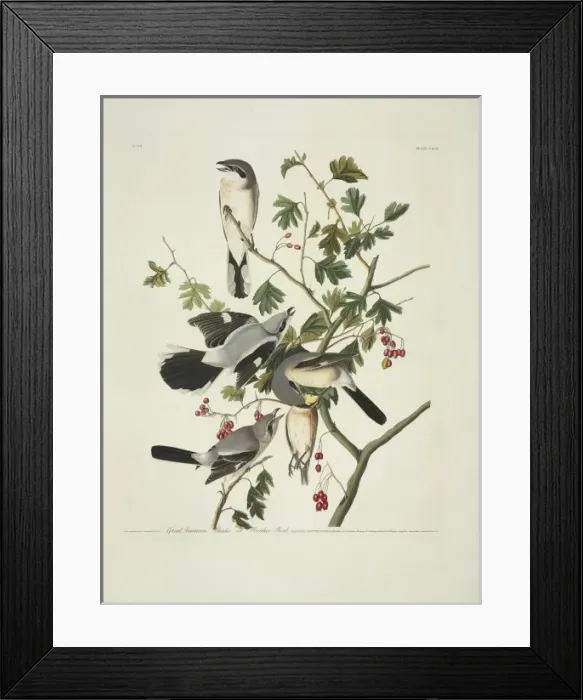 Framed Print : Lanius excubitor, great grey shrike Framed Print : Lanius excubitor, great grey shrike