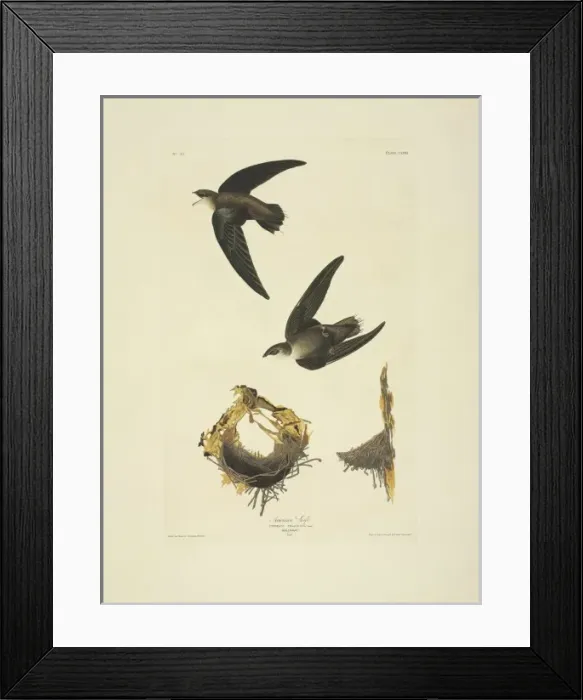 Framed Print : Chaetura pelagica, chimney swift