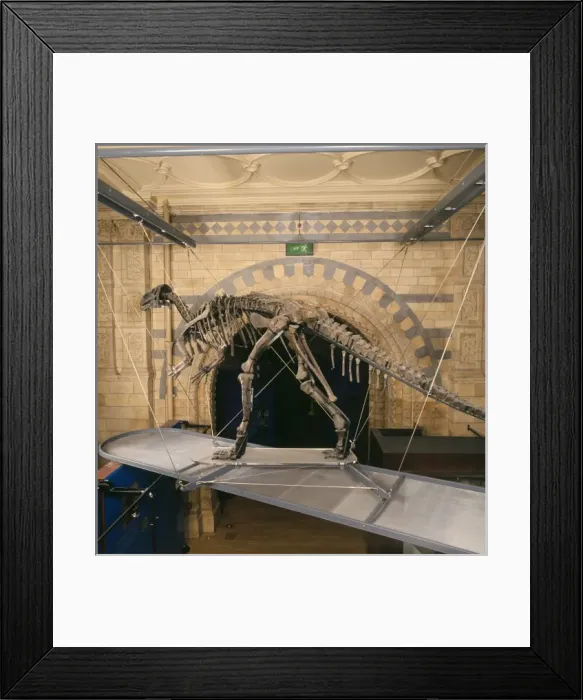 Framed Print : Iguanodon atherfieldensis Framed Print : Iguanodon atherfieldensis