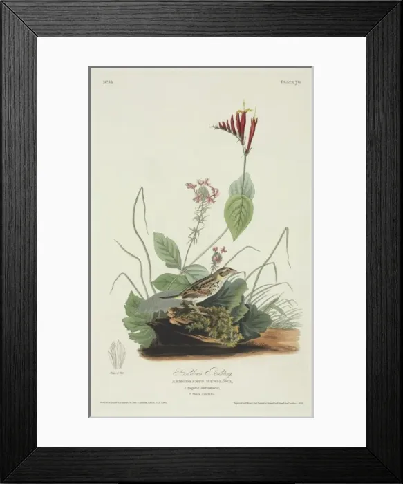 Framed Print : Ammodramus henslowii, Henslows sparrow Framed Print : Ammodramus henslowii, Henslows sparrow
