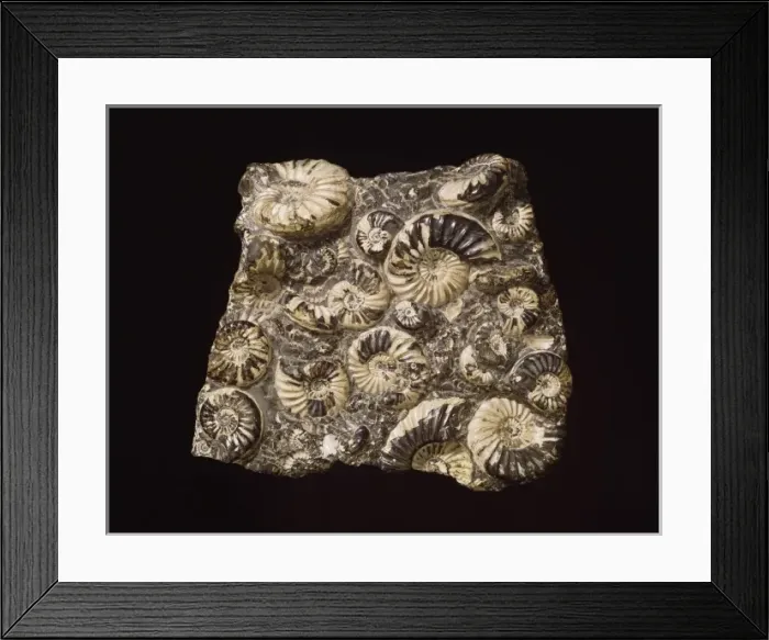Framed Print : Asteroceras and promicroceras, ammonites Framed Print : Asteroceras and promicroceras, ammonites