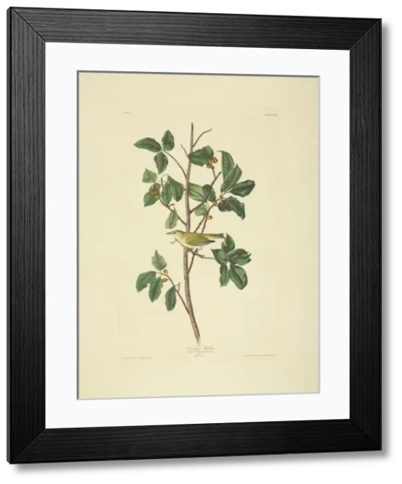 Framed Print : Vermivora peregrina, Tennessee warbler Framed Print : Vermivora peregrina, Tennessee warbler