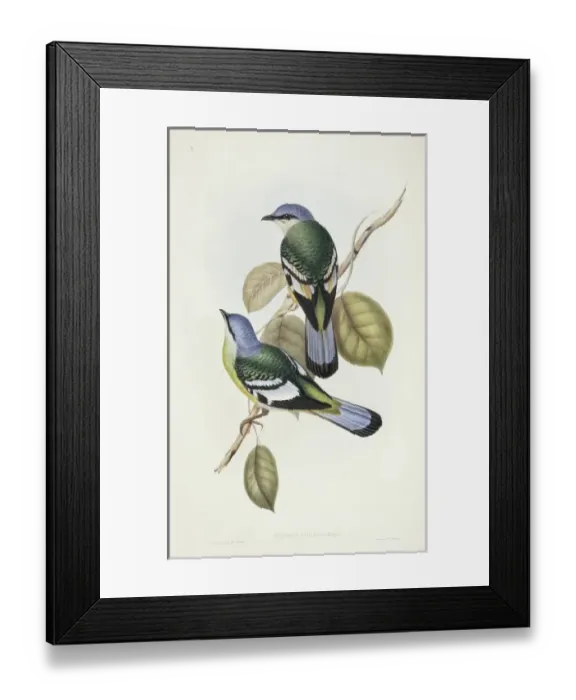Framed Print : Cochoa viridis, green cochoa Framed Print : Cochoa viridis, green cochoa