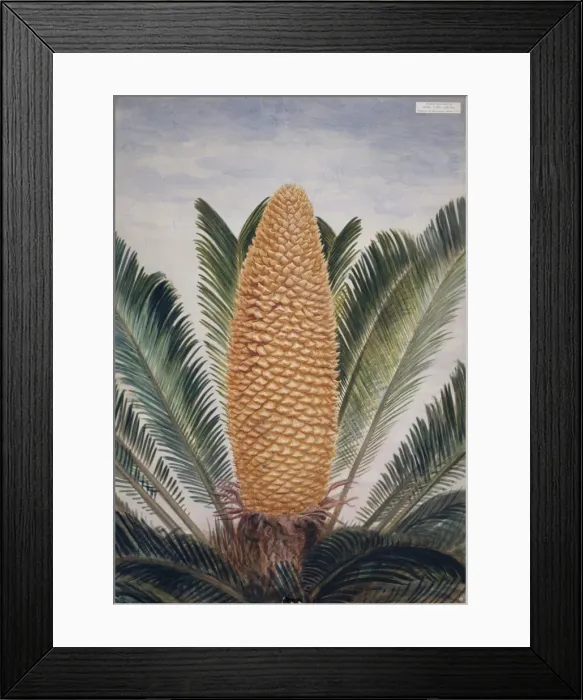 Framed Print : Cycas revoluta, sago palm Framed Print : Cycas revoluta, sago palm