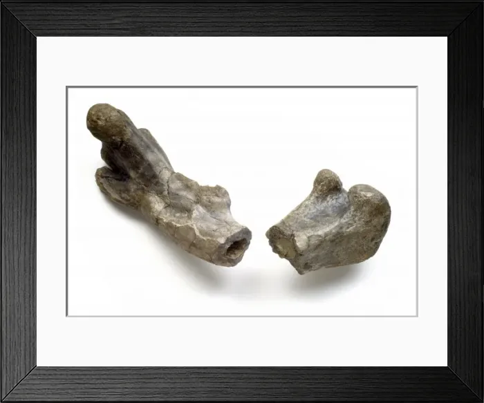 Framed Print : Dryosaurus hollow bone structure Framed Print : Dryosaurus hollow bone structure