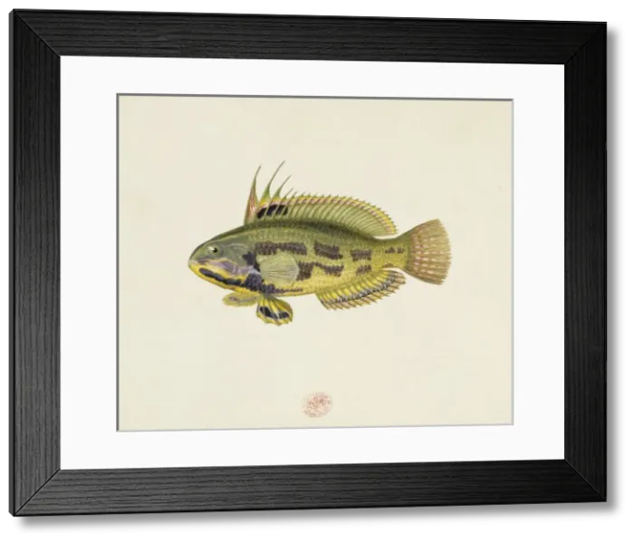 Framed Print : Odax acroptilus, rainbow cale Framed Print : Odax acroptilus, rainbow cale
