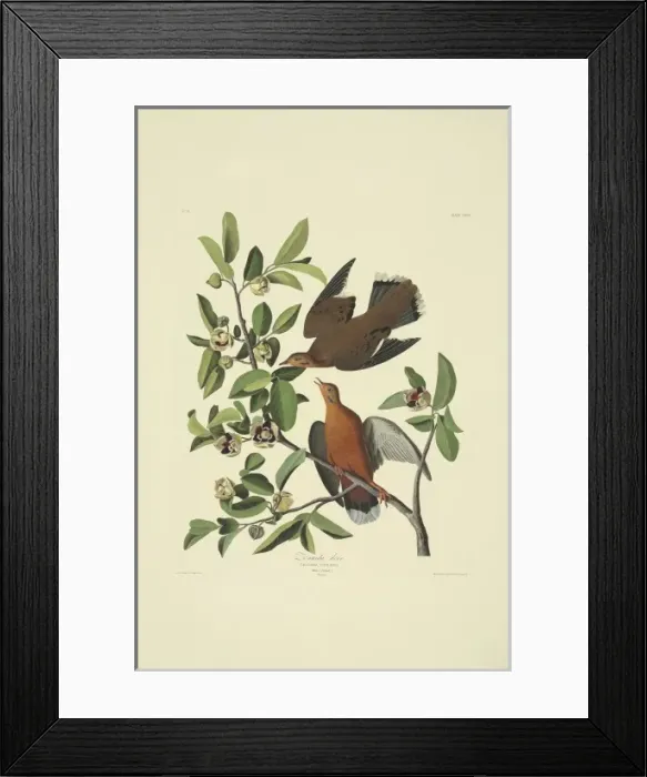 Framed Print : Zenaida aurita, zenaida dove Framed Print : Zenaida aurita, zenaida dove