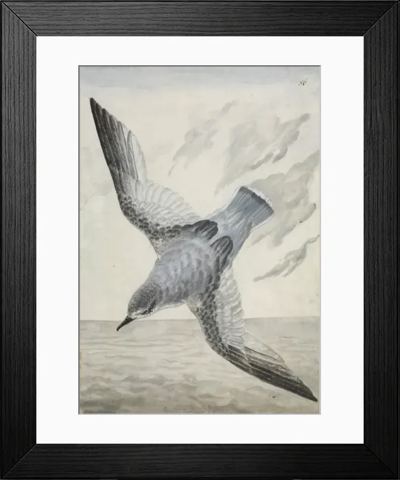 Framed Print : Halobaena caerulea, blue petrel Framed Print : Halobaena caerulea, blue petrel