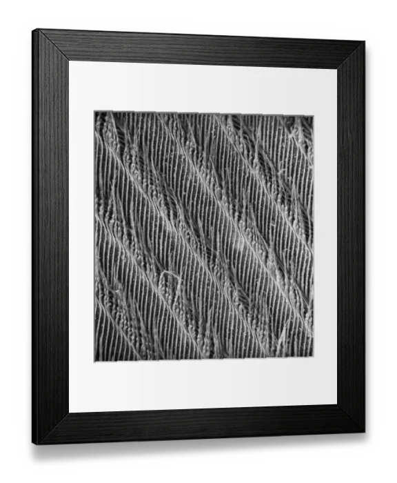 Framed Print : Feather detail Framed Print : Feather detail