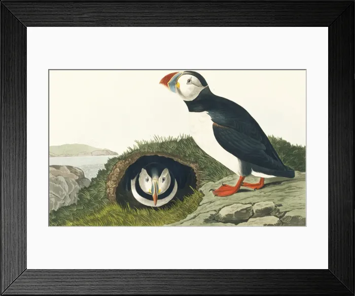 Framed Print : Fratercula artica, Atlantic puffin