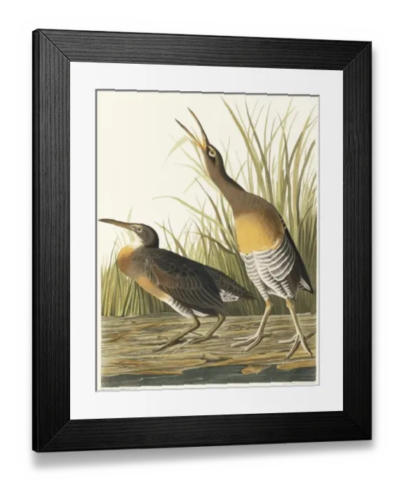 Framed Print : Rallus longirostris, clapper rail Framed Print : Rallus longirostris, clapper rail