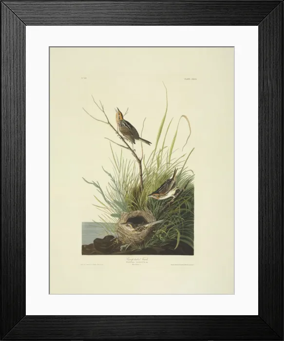 Framed Print : Ammodramus caudacutus, saltmarsh sharp-tailed sparrow Framed Print : Ammodramus caudacutus, saltmarsh sharp-tailed sparrow