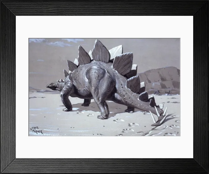 Framed Print : Stegosaurus Framed Print : Stegosaurus