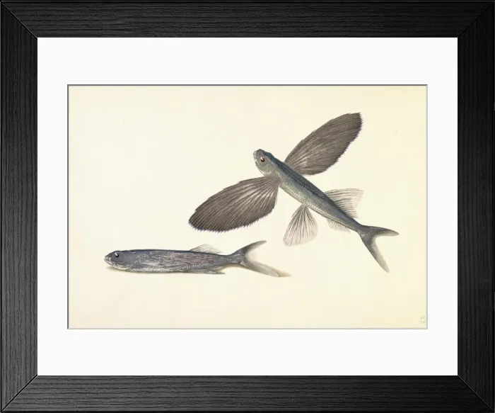 Framed Print : Cheilopogon sp. flyingfish Framed Print : Cheilopogon sp. flyingfish