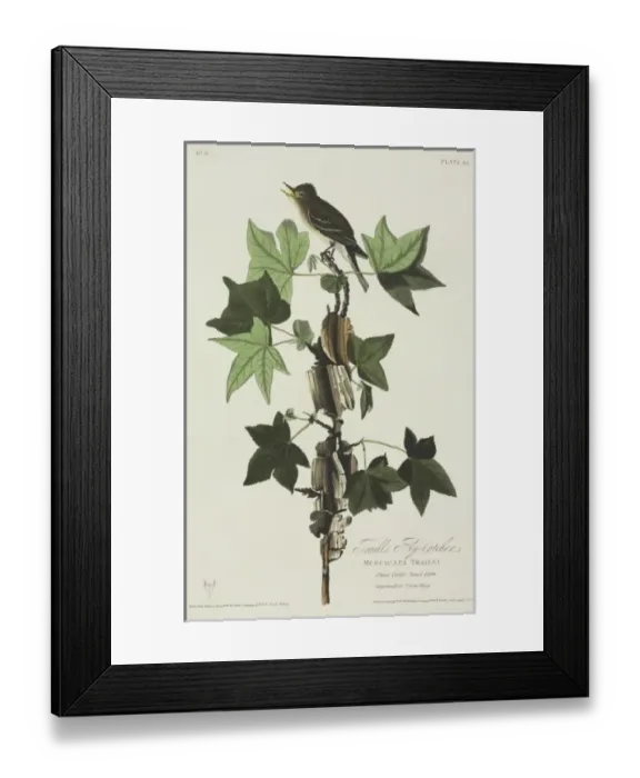 Framed Print : Empidonax traillii, willow flycatcher Framed Print : Empidonax traillii, willow flycatcher