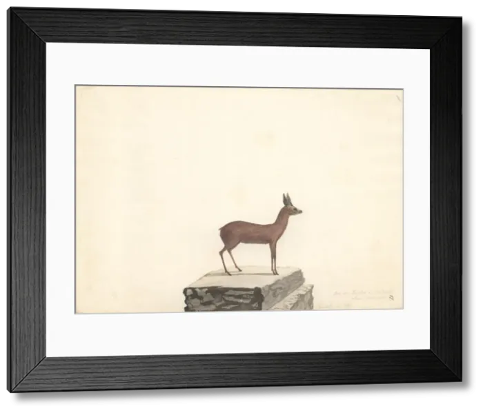 Framed Print : Raphicerus melanotis, cape grysbok Framed Print : Raphicerus melanotis, cape grysbok