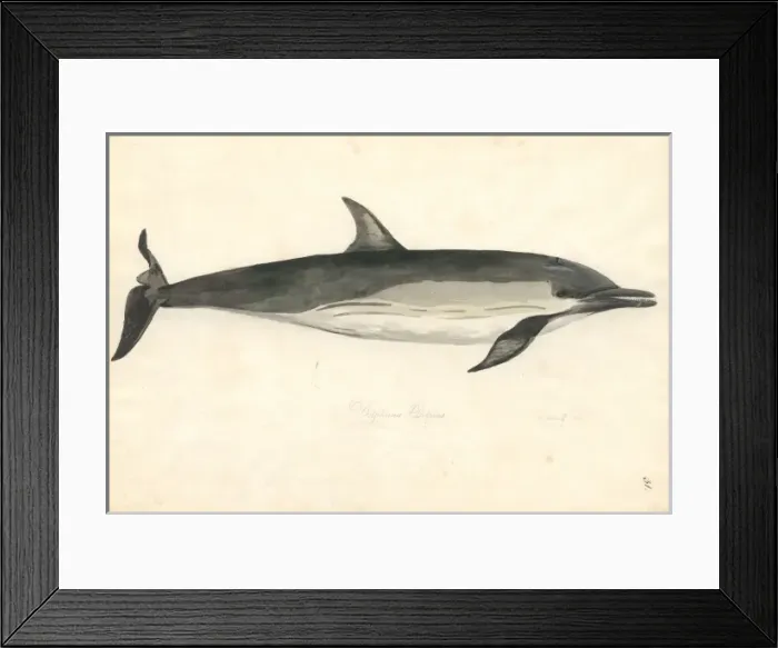 Framed Print : Delphinus delphis, common dolphin Framed Print : Delphinus delphis, common dolphin
