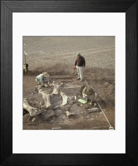 Framed Print : Sauropod excavation, 1988 Framed Print : Sauropod excavation, 1988