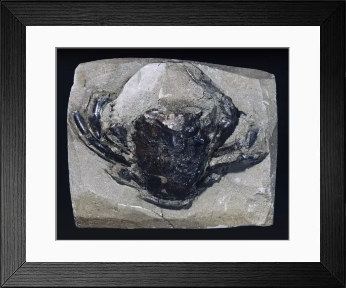 Framed Print : Swimming crab fossil Framed Print : Swimming crab fossil