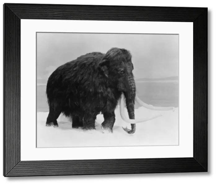 Framed Print : Mammuthus primigenius, woolly mammoth Framed Print : Mammuthus primigenius, woolly mammoth