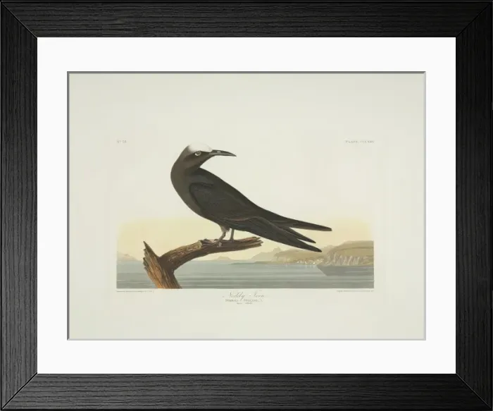 Framed Print : Anous stolidus, brown noddy Framed Print : Anous stolidus, brown noddy