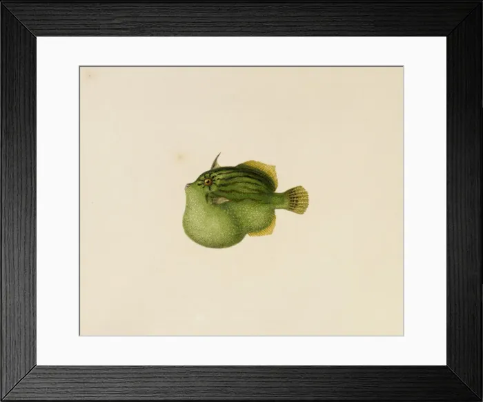 Framed Print : Brachaluteres jacksonianus, southern pygmy leatherjacket Framed Print : Brachaluteres jacksonianus, southern pygmy leatherjacket