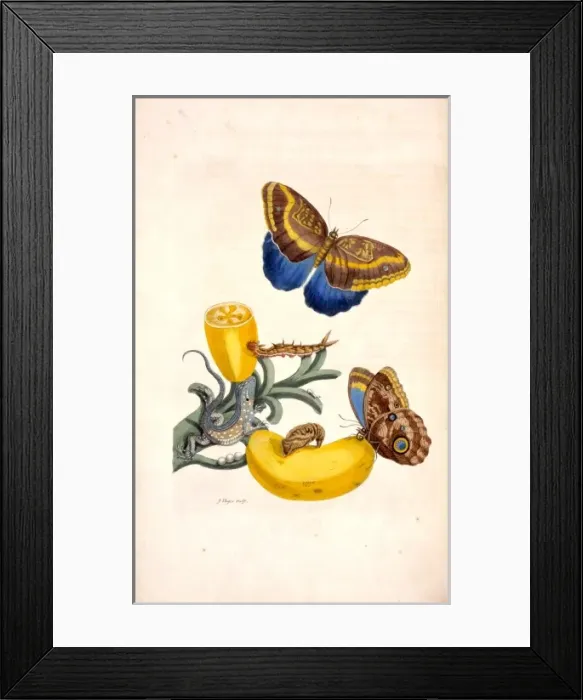 Framed Print : Surinaamsche Insecten, Insects of Surinam Framed Print : Surinaamsche Insecten, Insects of Surinam