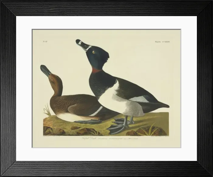 Framed Print : Aythya collaris, ring-necked duck Framed Print : Aythya collaris, ring-necked duck