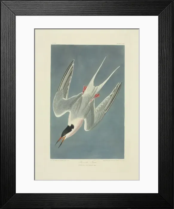 Framed Print : Sterna dougallii, roseate tern Framed Print : Sterna dougallii, roseate tern