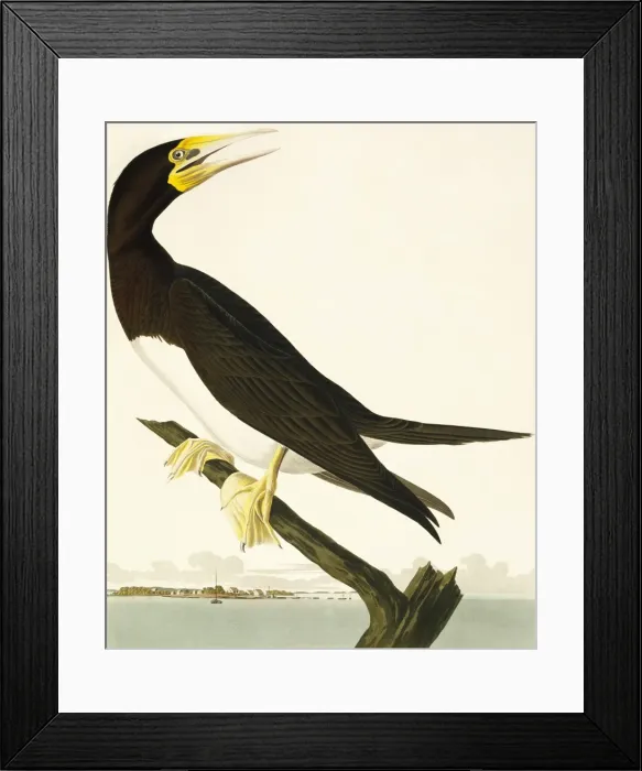 Framed Print : Sula leucogaster, brown booby Framed Print : Sula leucogaster, brown booby