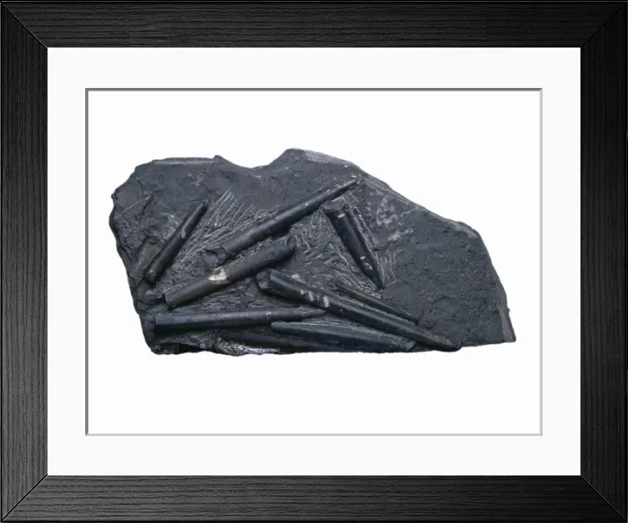 Framed Print : Acroceolites subtenius, belemnites Framed Print : Acroceolites subtenius, belemnites