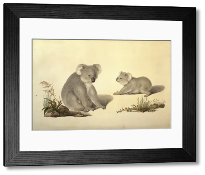 Framed Print : Phascolarctos cinereus, koala Framed Print : Phascolarctos cinereus, koala