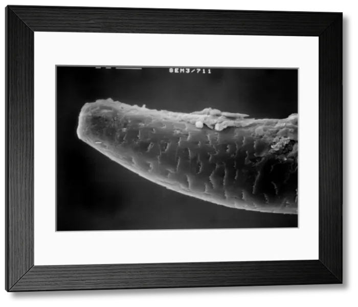 Framed Print : Lumbricus terrestris, earthworm Framed Print : Lumbricus terrestris, earthworm