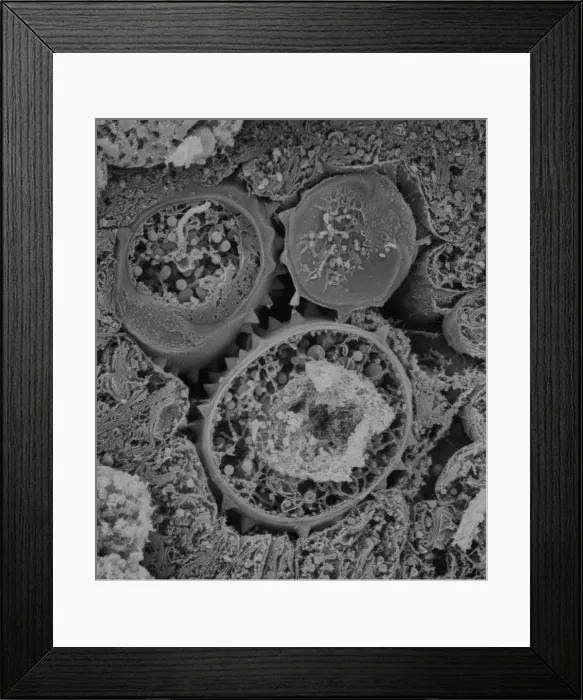 Framed Print : Asteraceae, daisy Framed Print : Asteraceae, daisy