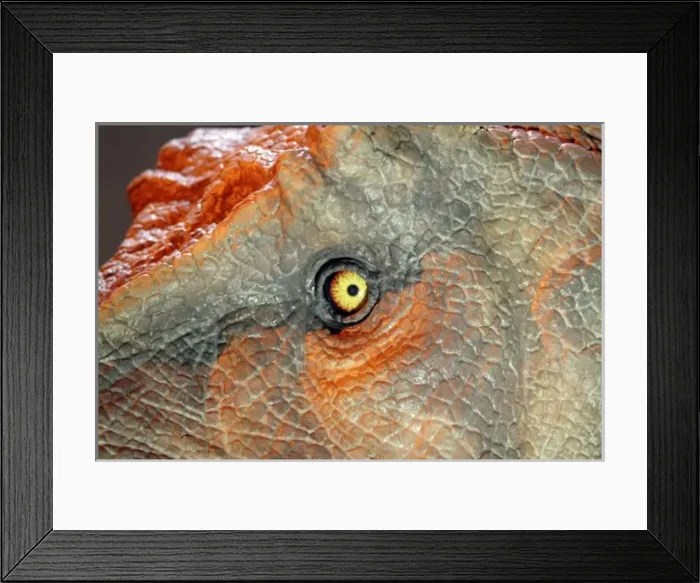 Framed Print : Tyrannosaurus rex Framed Print : Tyrannosaurus rex