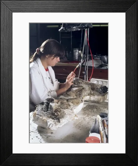 Framed Print : Edmontosaurus laboratory work Framed Print : Edmontosaurus laboratory work